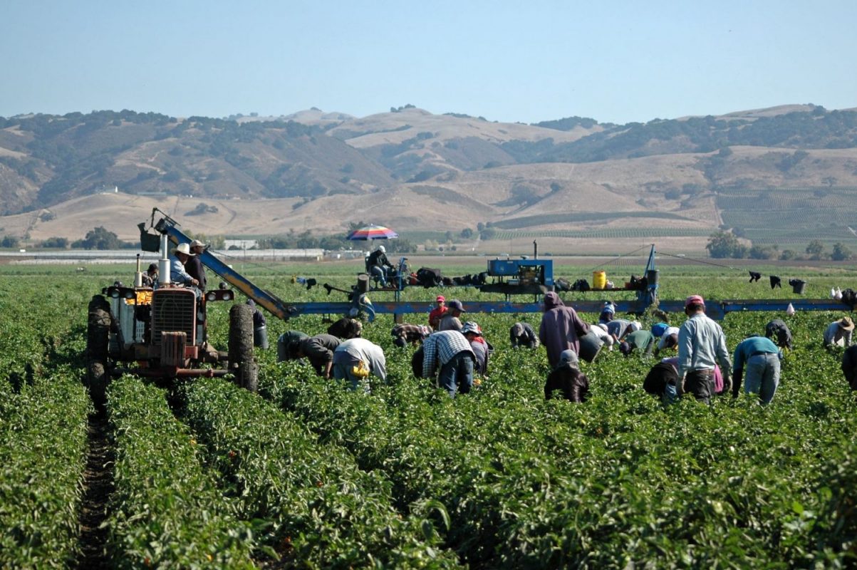 Farm workers working the field.